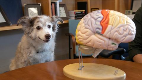 hecht lab dog and model brain