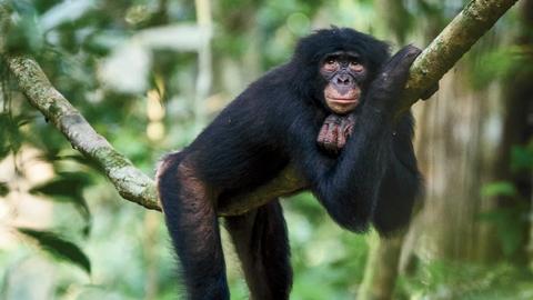 bonobo_surbeck